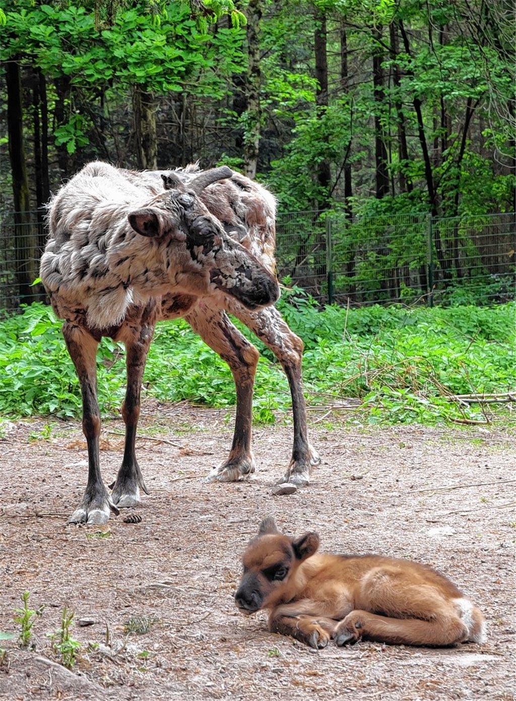 Tierischer Nachwuchs kennt noch keine Besucher