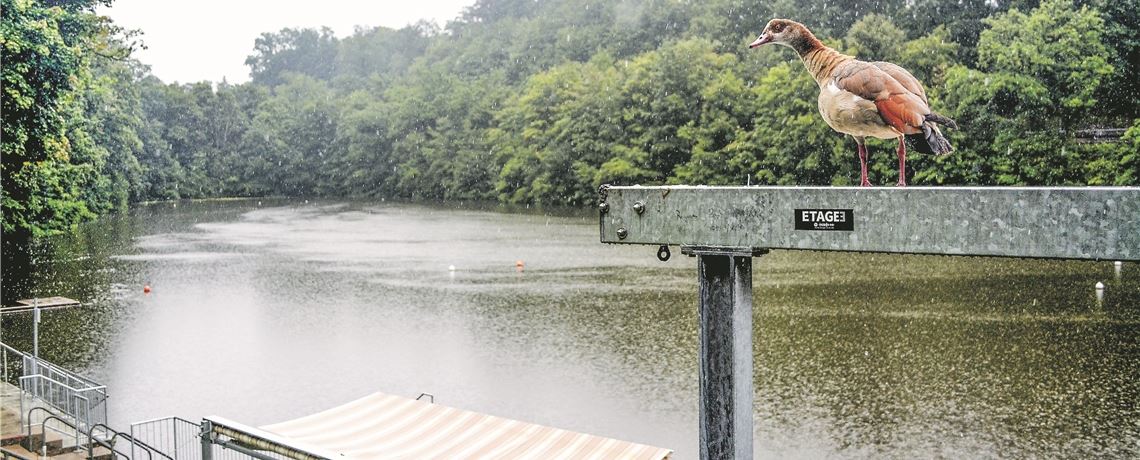 Tiefer See: Biergarten wird neu gestaltet Nässe von oben: Nilgänse sind am regnerischen Samstagnachmittag die einzigen Gäste am Tiefen See. Stahlfeld