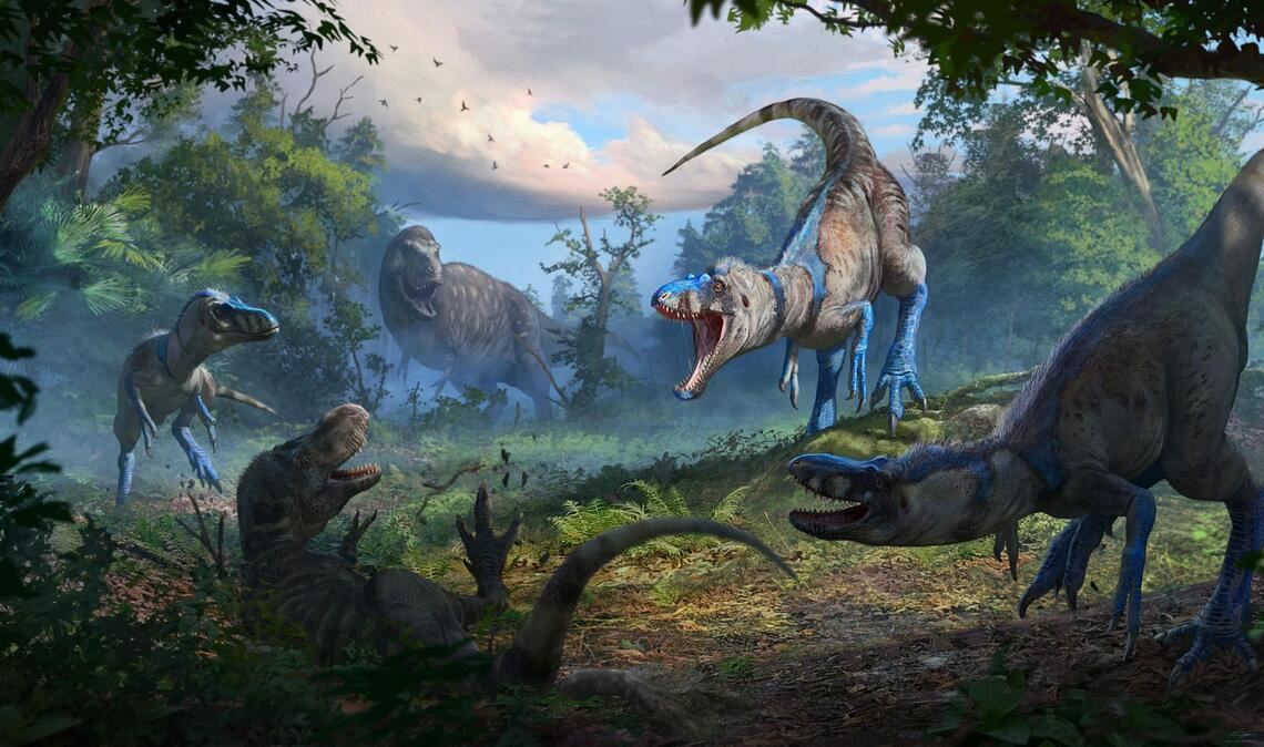 Nanotyrannus war wohl ein schlankerer, schnellerer und wendigerer Jäger als der T-Rex.