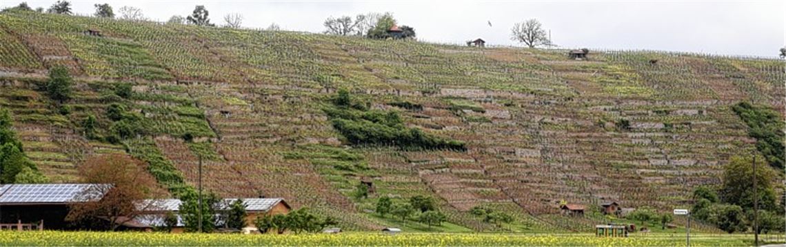 Natürliches Amphitheater: Die Trockenmauern in den Mühlhäuser Steillagen zu erhalten, verlangt den Besitzern der Weinberge einiges ab.