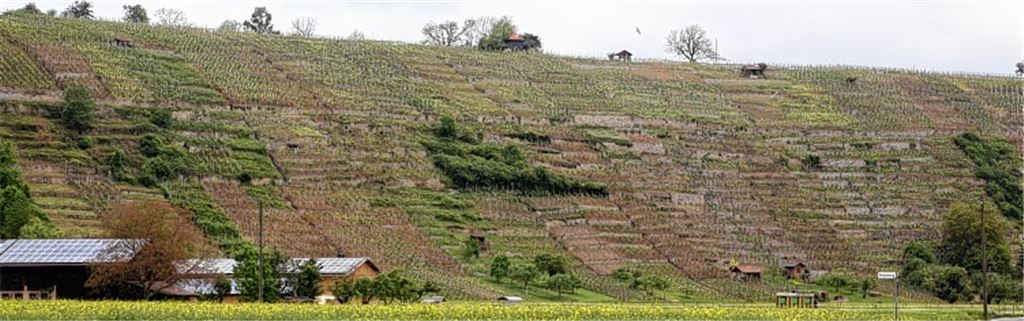 Natürliches Amphitheater: Die Trockenmauern in den Mühlhäuser Steillagen zu erhalten, verlangt den Besitzern der Weinberge einiges ab.