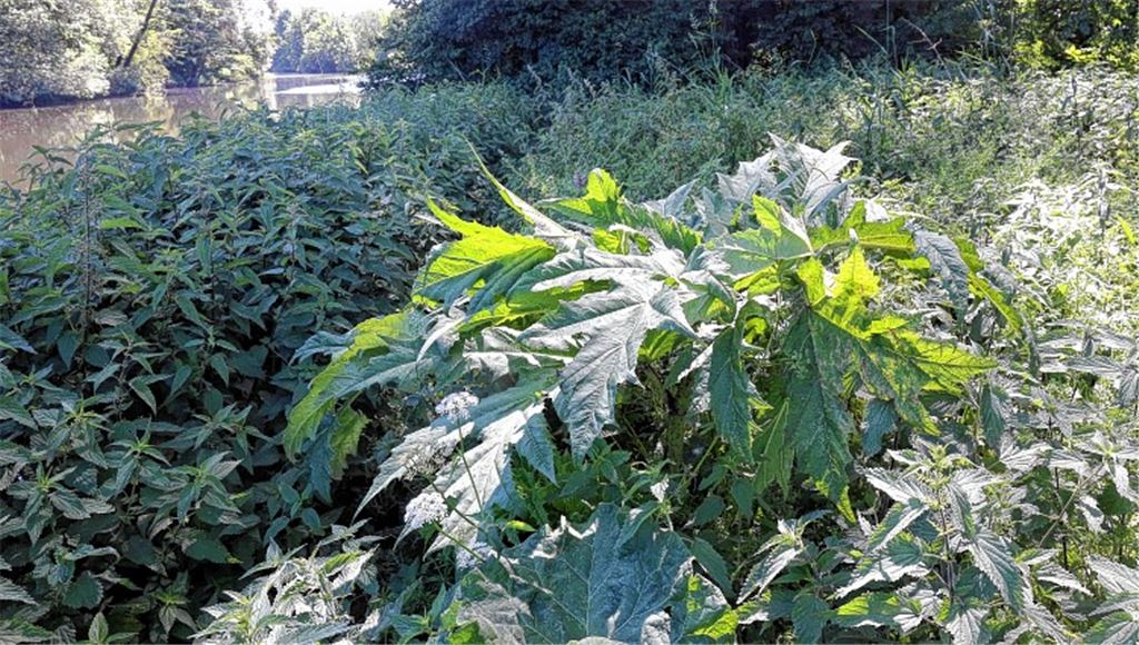 Giftpflanzen fühlen sich an der Enz wohl