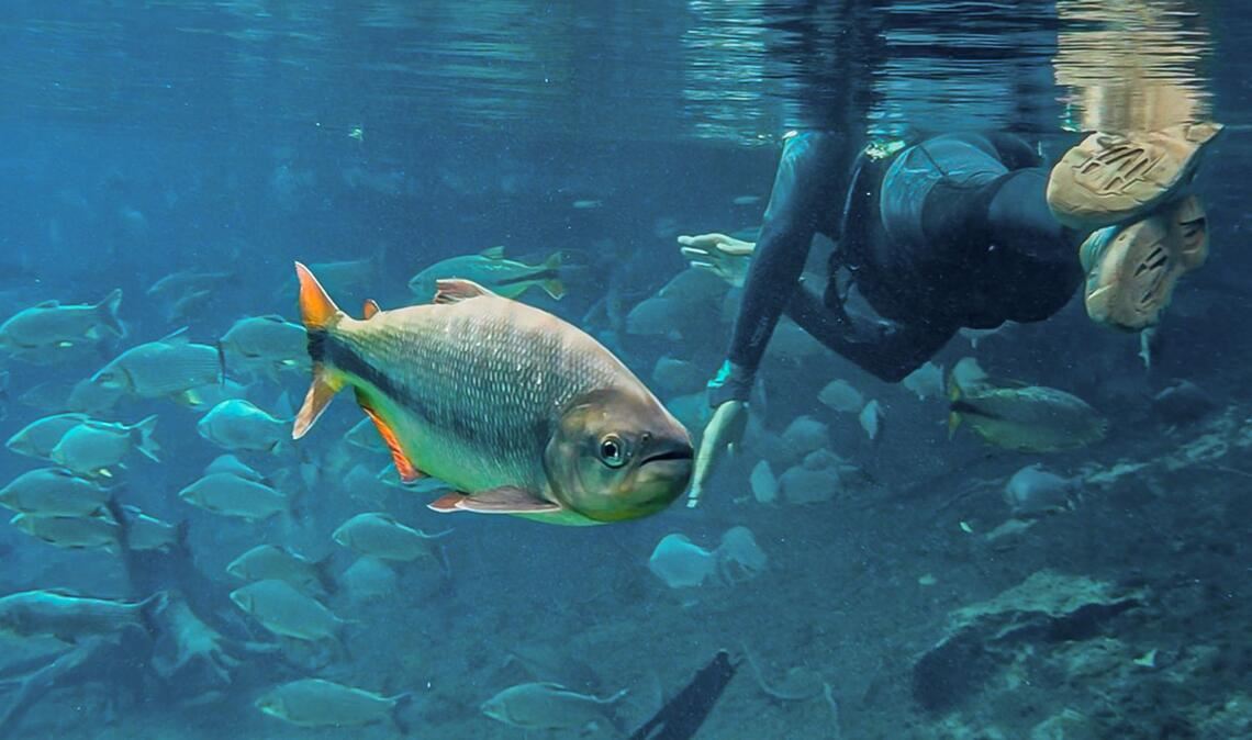 Naturparadies mit glasklarem Wasser: Fische schwimmen im "Rio da Prata Recanto Ecológica" in Brasilien neben einem Taucher.