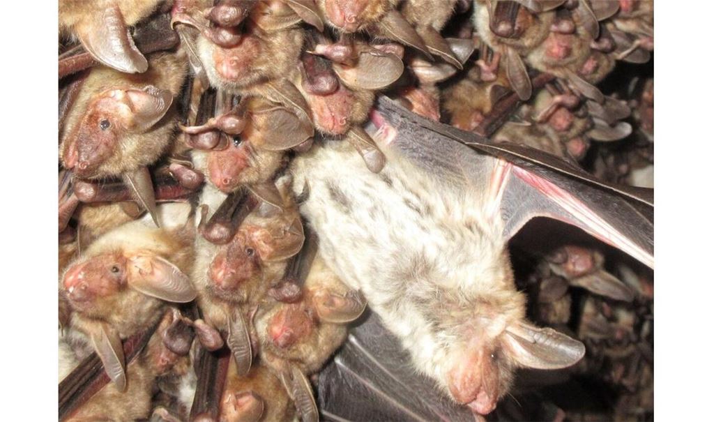 Naturparkführer Klaus Timmermann ist Experte für Fledermäuse und zeigt bei einer Exkursion in der Abenddämmerung unter anderem, wie mit dem Bat-Detektor die Ultraschalllaute von Fledermäusen hörbar gemacht werden. Foto: Klaus Timmermann