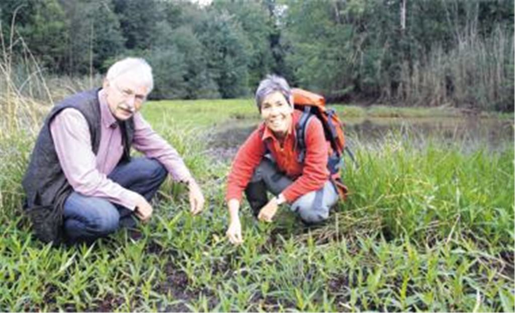 Naturschützer Hans-Jürgen Görze und die Maulbronnerin Daniela Dörr-Timmerberg, die die Sömmerung vor Ort betreut, nehmen das Leben im trockengelegten Hohenackersee unter die Lupe. Schnell ist am Boden ein dichter Teppich des amphibischen Wasserknöterichs gewachsen, der sowohl im Wasser als auch an Land gedeiht. Fotos: Disselhoff