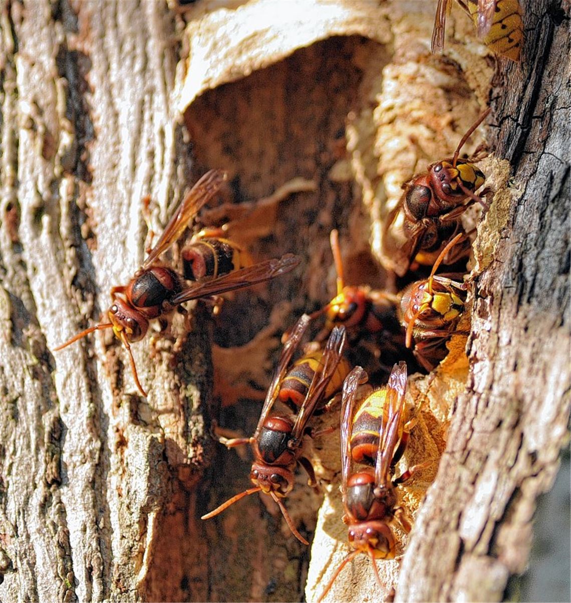 Nebenbuhler: Nicht nur verschiedene Vogelarten, auch die geschützte Hornisse ist als Unterschlupf auf Höhlen in alten Bäumen angewiesen.