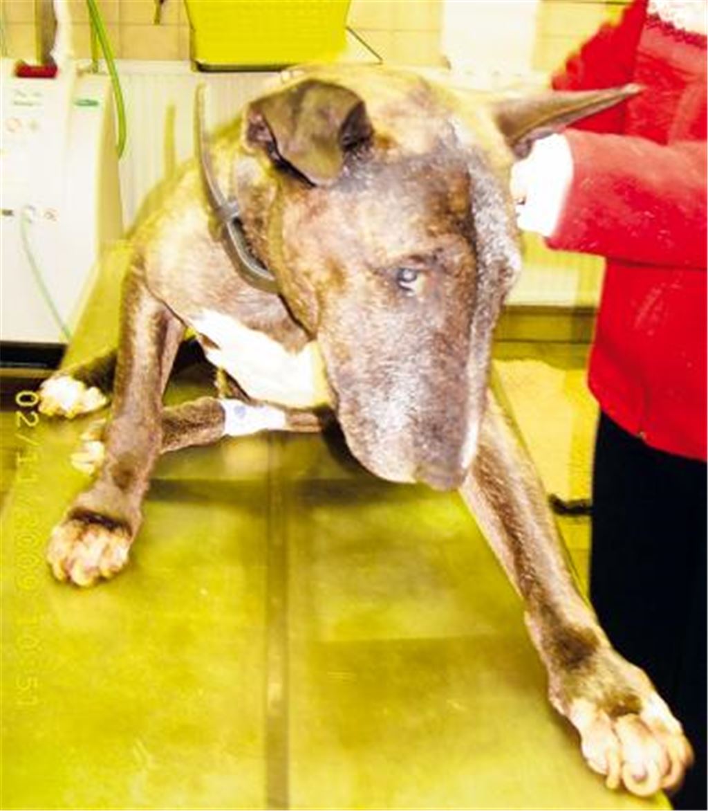 Negativbeispiel: Anfang November 2009 greift die Polizei in Diefenbach diesen herrenlosen Bullterrier auf. Die Rasse fällt unter die Kategorie der Kampfhunde.
Archivfoto: pol