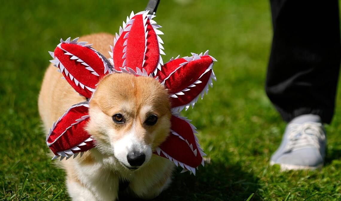 Bilder des Tages Netter Versuch: Ein Hund ist bei einem Corgi-Treffen in Russland als "Demogorgon", eine mächtige Dämonen-Kreatur aus der Serie "Stranger Things", verkleidet.
