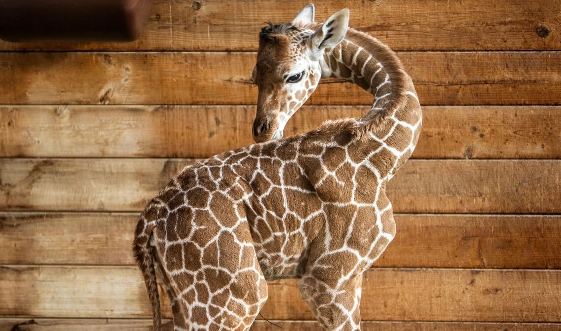 Netzgiraffen gelten als eine besonders bedrohte Tierart.