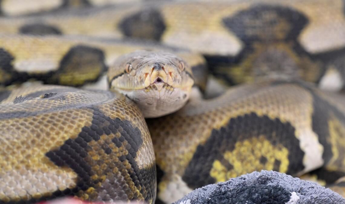 Netzpythons gehören zu den größten Schlangenarten der Welt. (Symbolbild)