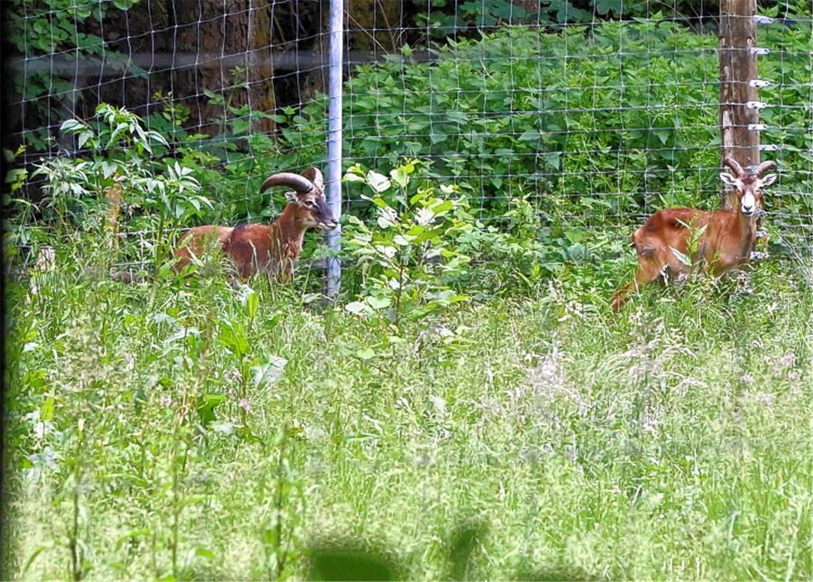 Tiere verlieren langsam die Scheu Tiere verlieren langsam die Scheu