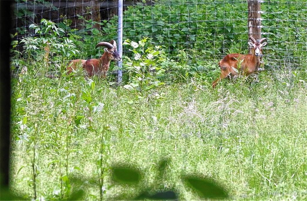 Sternenfelser Wildgehege neu belebt