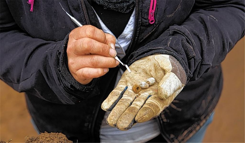 Neue Funde: Glasperlen, die – vermutlich vor etlichen Jahrhunderten – als Grabbeigaben auf dem damaligen Friedhof bei Großglattbach dienten. Fotos: Sadler