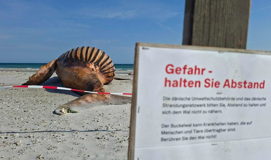 Neugierige dürfen bei der Obduktion des Buckelwals dabei sein - aber nur mit Sicherheitsabstand.