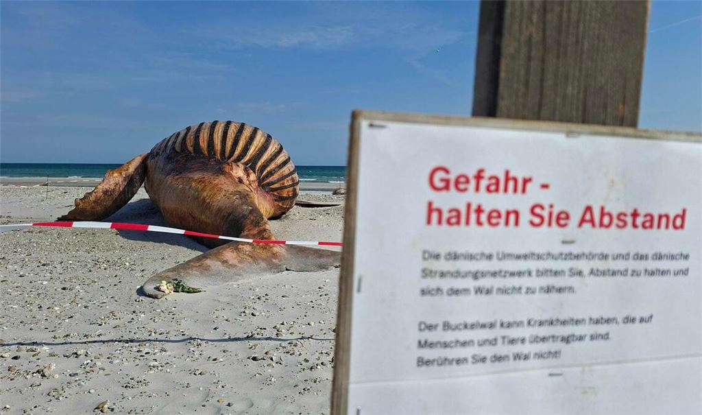 Neugierige dürfen bei der Obduktion des Buckelwals dabei sein - aber nur mit Sicherheitsabstand.