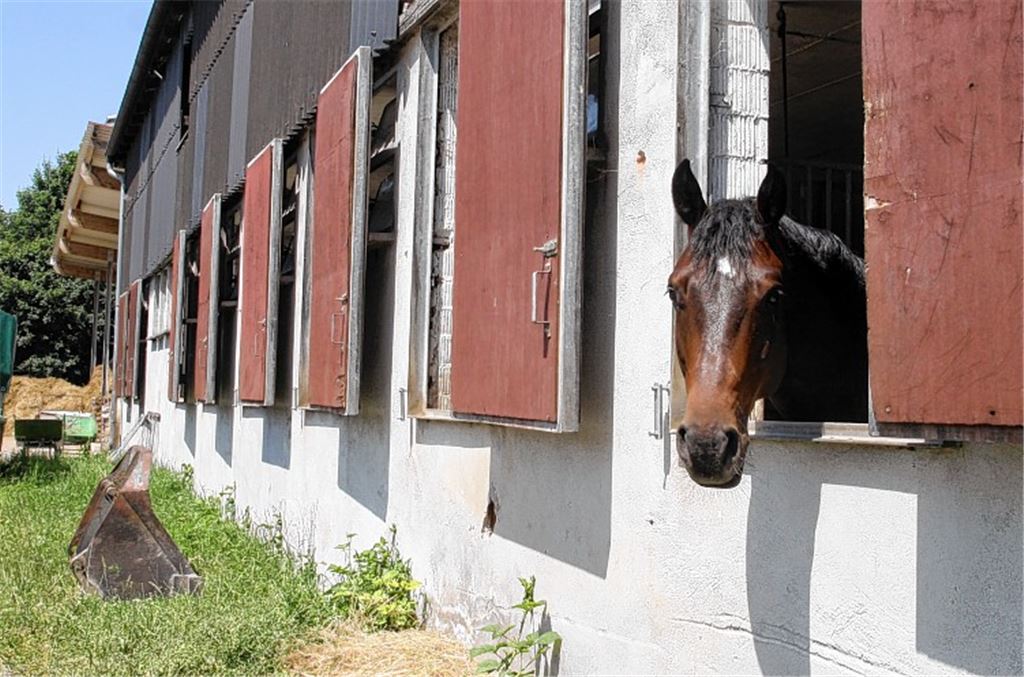 Neugieriger Blick aus dem Fenster: Wer kauft die Reitanlage des TV Mühlacker und sorgt für die notwendige Renovierung? Foto: Eigner