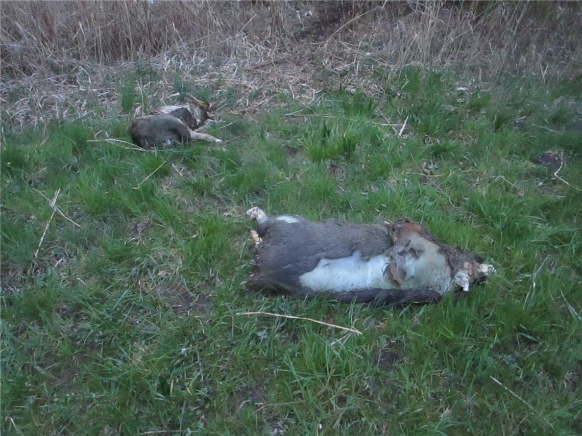 Neun tote Wildschweine haben Veterinäre des Enzkreises aus dem Aalkistensee geborgen. Die Todesursache ist unklar.  Foto: privat