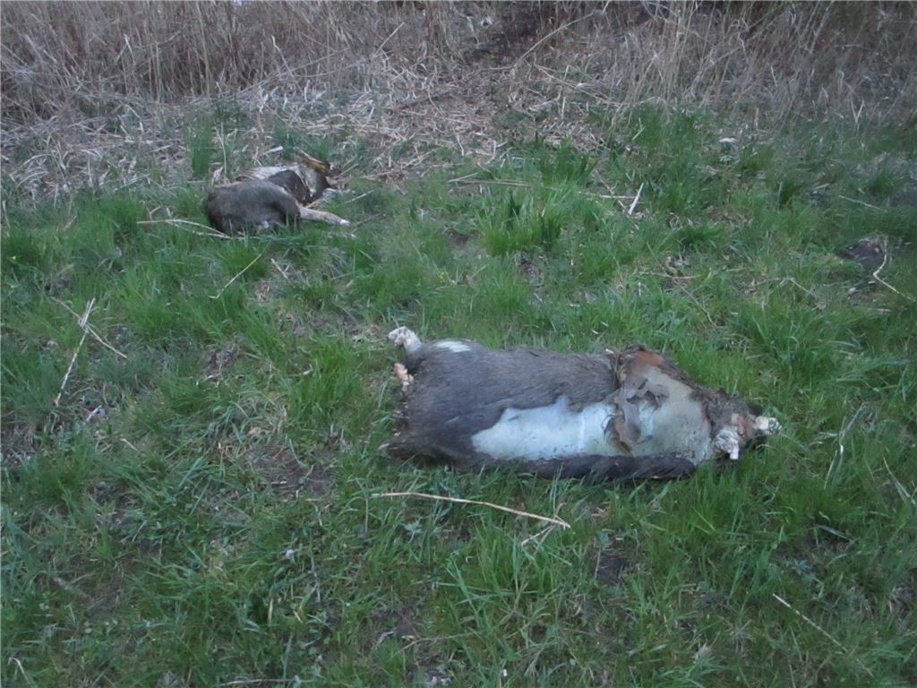 Neun tote Wildschweine haben Veterinäre des Enzkreises aus dem Aalkistensee geborgen. Die Todesursache ist unklar.  Foto: privat