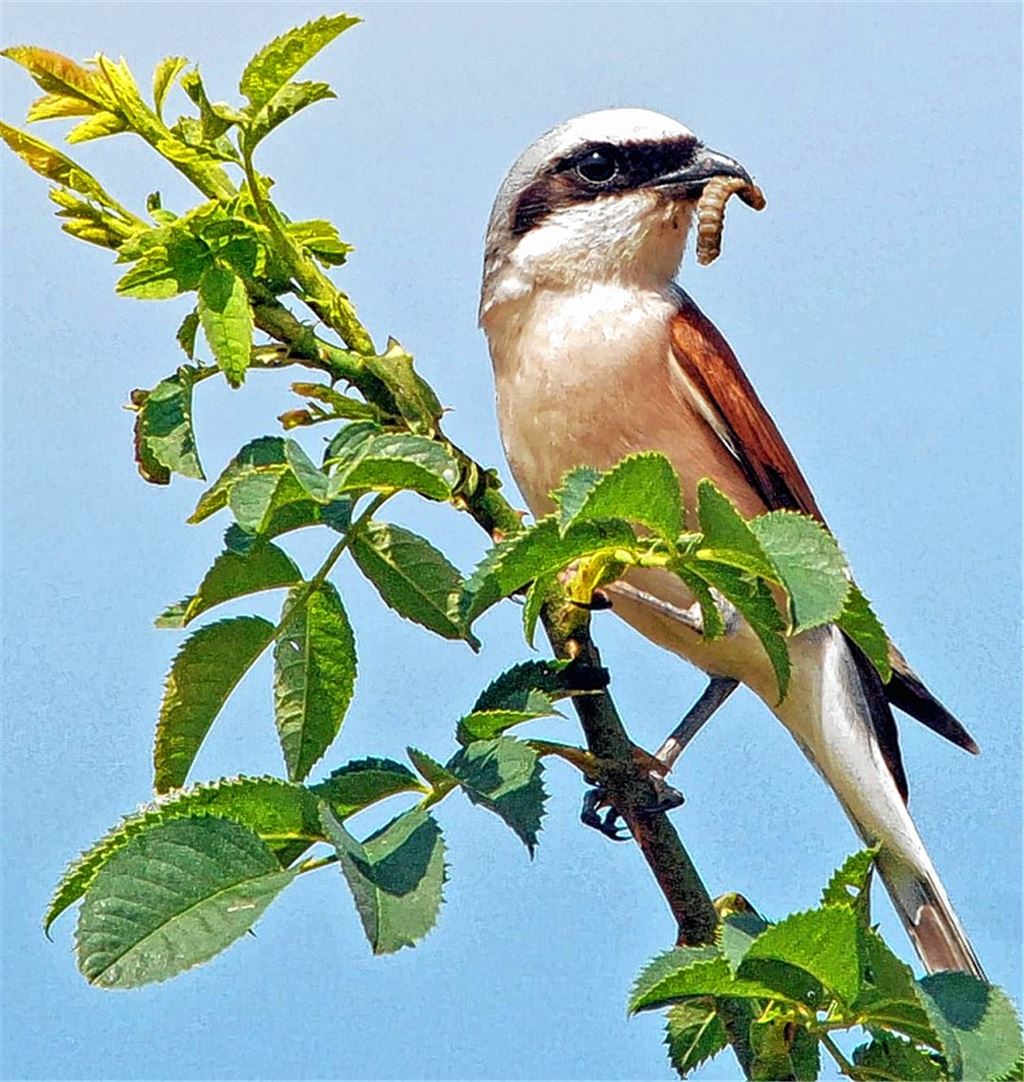 Der Neuntöter liebt dornige Hecken