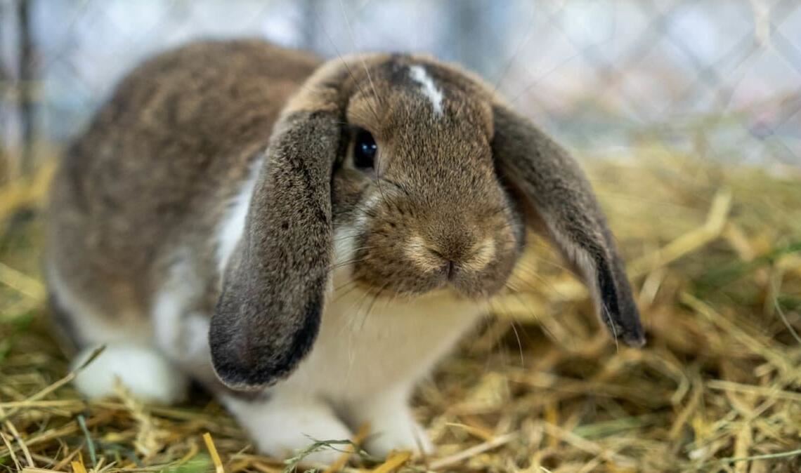 Nicht Hoppel, aber ein ähnliches Tier:&nbsp; Widder-Kaninchen bei einer Kleintierausstellung