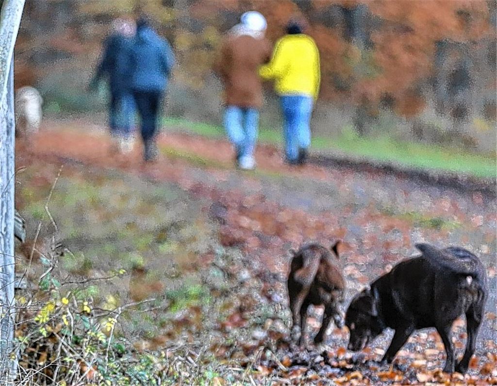 Hund in Sternenfels vergiftet