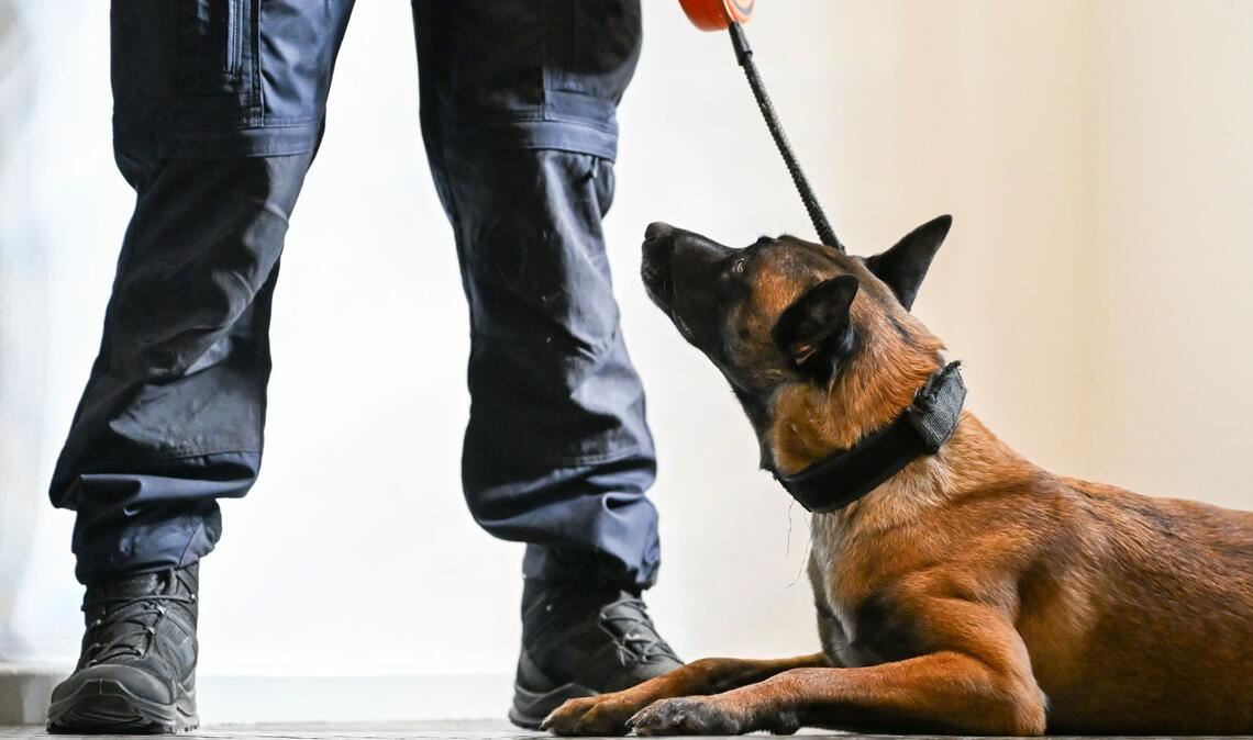 Nicht immer ist es leicht zu erkennen, wenn Tiere leiden. (Symbolbild)
