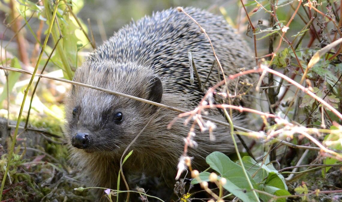 Nicht jeder Igel, der tagsüber unterwegs ist, ist krank und muss eingesammelt werden. Manchmal wurden sie einfach nur aufgescheucht und wechseln das Versteck. Foto: Lechner