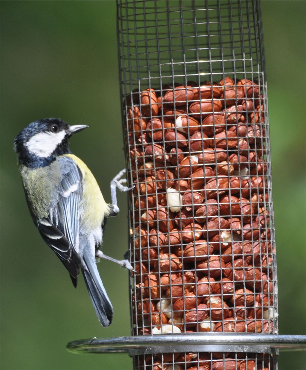 Nicht jedes Futter, das der erwachsenen Kohlmeise schmeckt, ist gut für die Jungtiere.