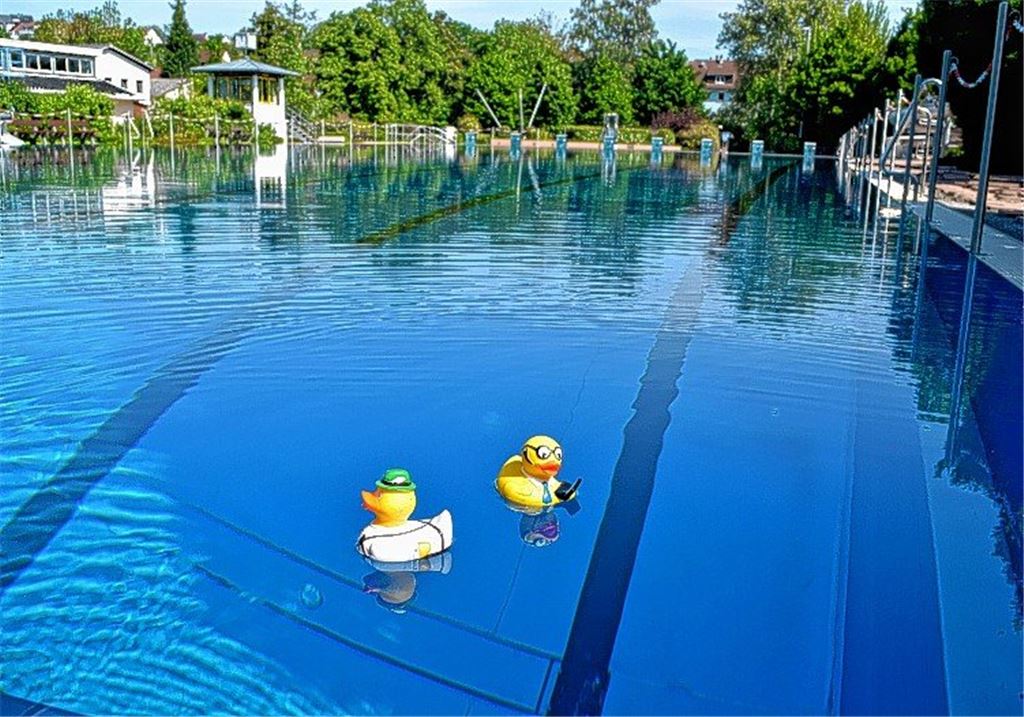 Enten sind die einzigen Freibadgäste