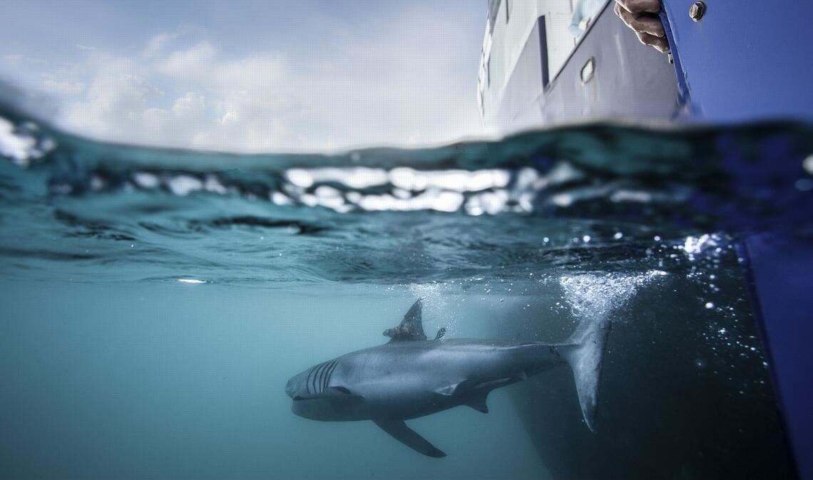 Nicht nur Haie versieht Ocearch mit Peilsendern: Auch Meeresschildkröten, Robben, Delfine oder Alligatoren lassen sich auf der Seite der Organisation tracken