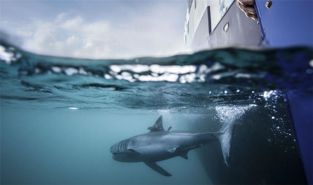 Nicht nur Haie versieht Ocearch mit Peilsendern: Auch Meeresschildkröten, Robben, Delfine oder Alligatoren lassen sich auf der Seite der Organisation tracken