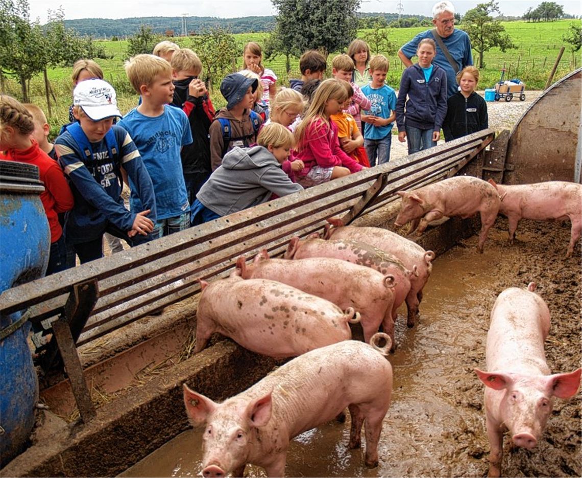 Nicht nur die Ferkelfütterung begeistert die jungen Besucher des Bioland-Bauernhofs.