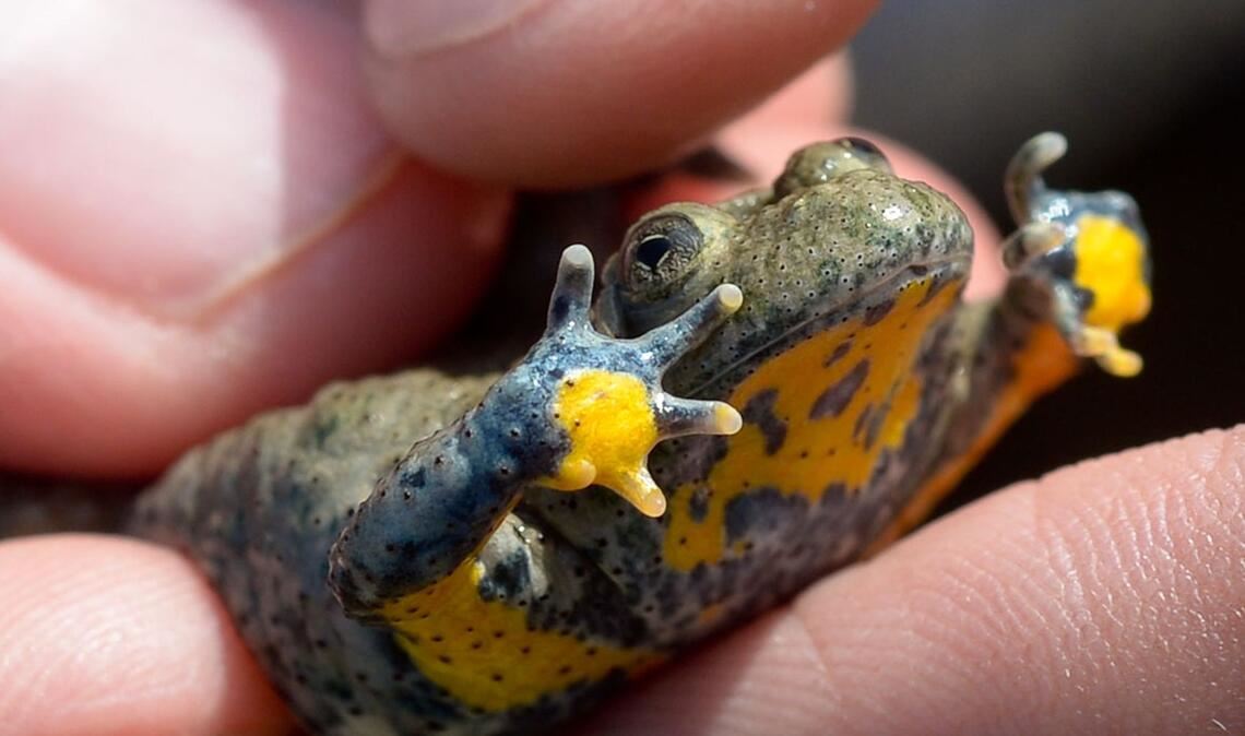 Nicht nur wir Menschen, sondern auch viele Tiere kämpfen mit den Folgen von Wassermangel und Trockenheit. (Archivbild)