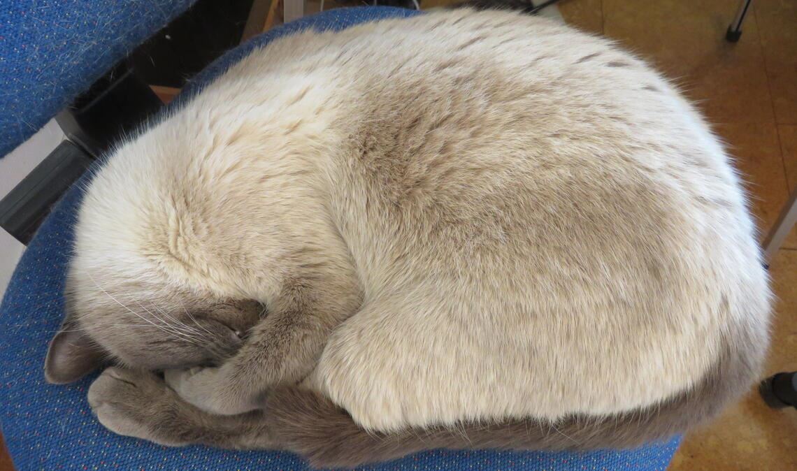Nichts sehen, nichts hören: Das wünschen sich nicht nur Hauskatzen an Silvester. Das Silvesterfeuerwerk setzt vielen Tieren heftig zu. Foto: privat