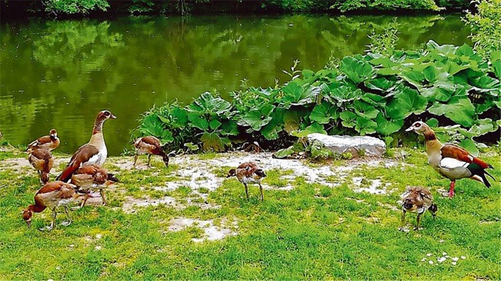 Vom Nil an die Enz: Heimat für Vögel aus Afrika