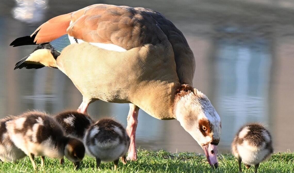 Nilgänse bevölkern den Stuttgarter Schlossgarten – aber auch in den umliegenden Straßen tauchen sie auf.