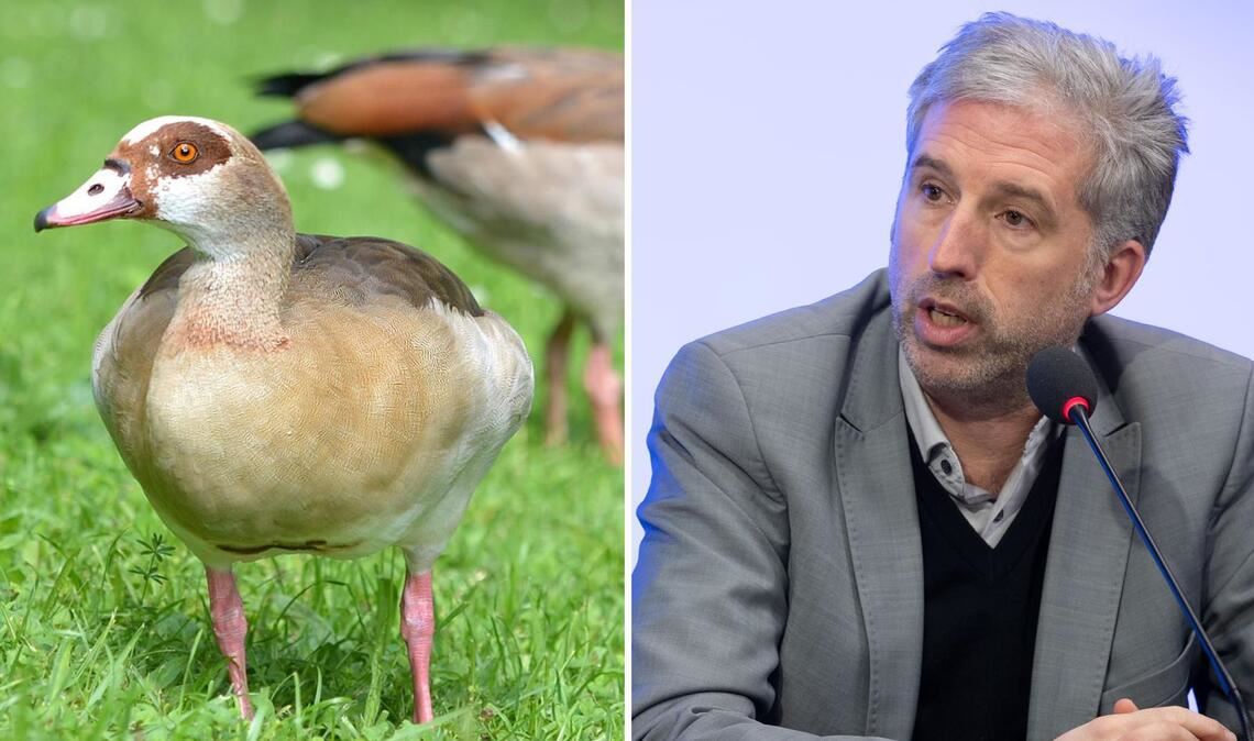 Nilgänse raus aus Tübingen: Boris Palmer will die Tiere notfalls abschießen lassen.