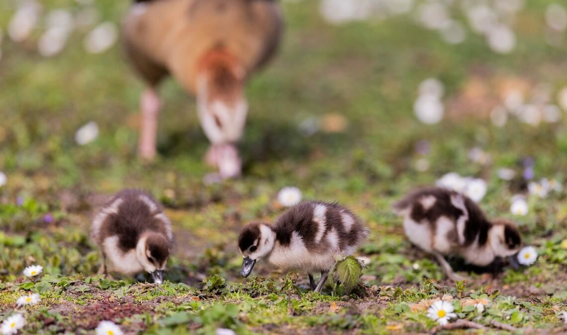 Nilgänse und ihre Küken suchen auf einer Wiese in der Innenstadt von Düsseldorf nach Nahrung.