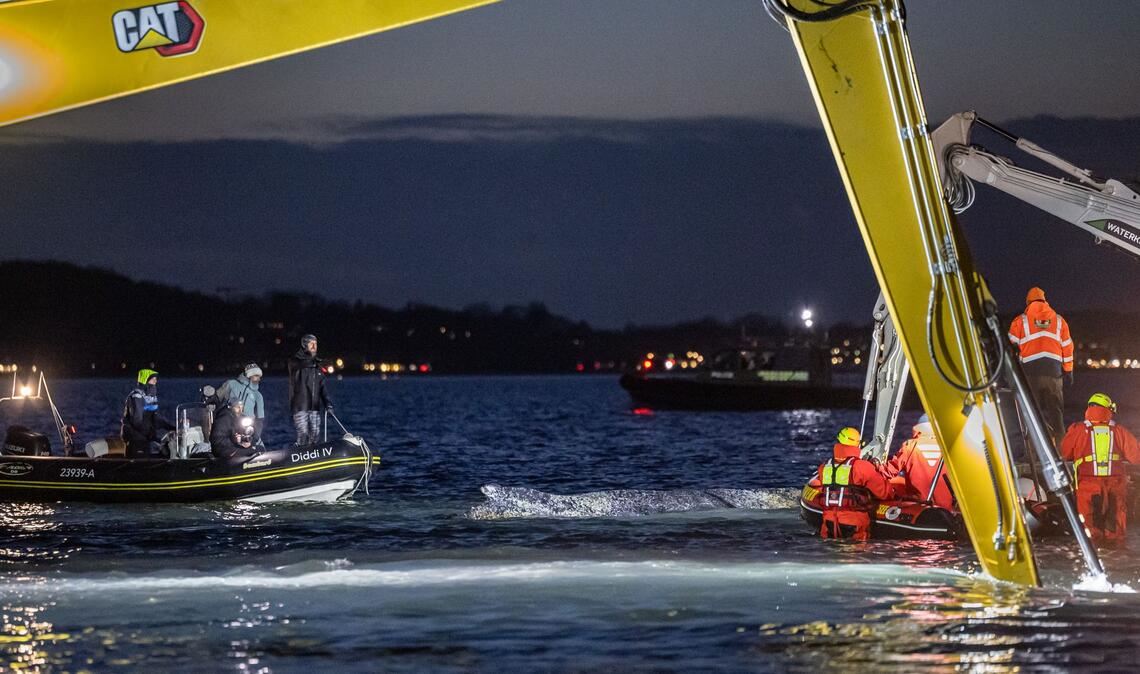 Noch bei Dunkelheit und in Scheinwerferlicht arbeiteten die Helfer an der Befreiung des Meeressäugers.