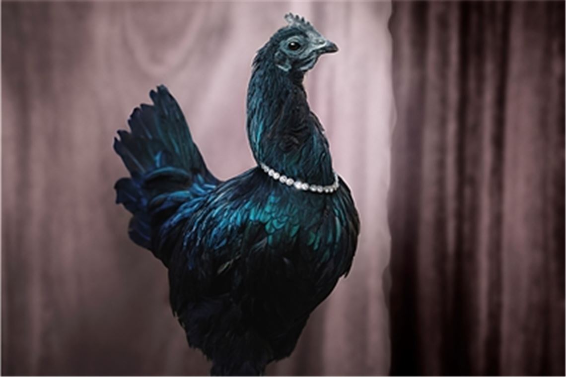 Noch ein Huhn oder doch ein „Topmodel“? Die Grenzen verschwimmen. Fotos: Viereckel