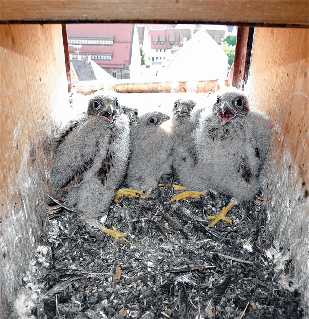 Noch hocken die jungen Turmfalken geborgen in ihrem Nest im Knittlinger Kirchtum, doch ...