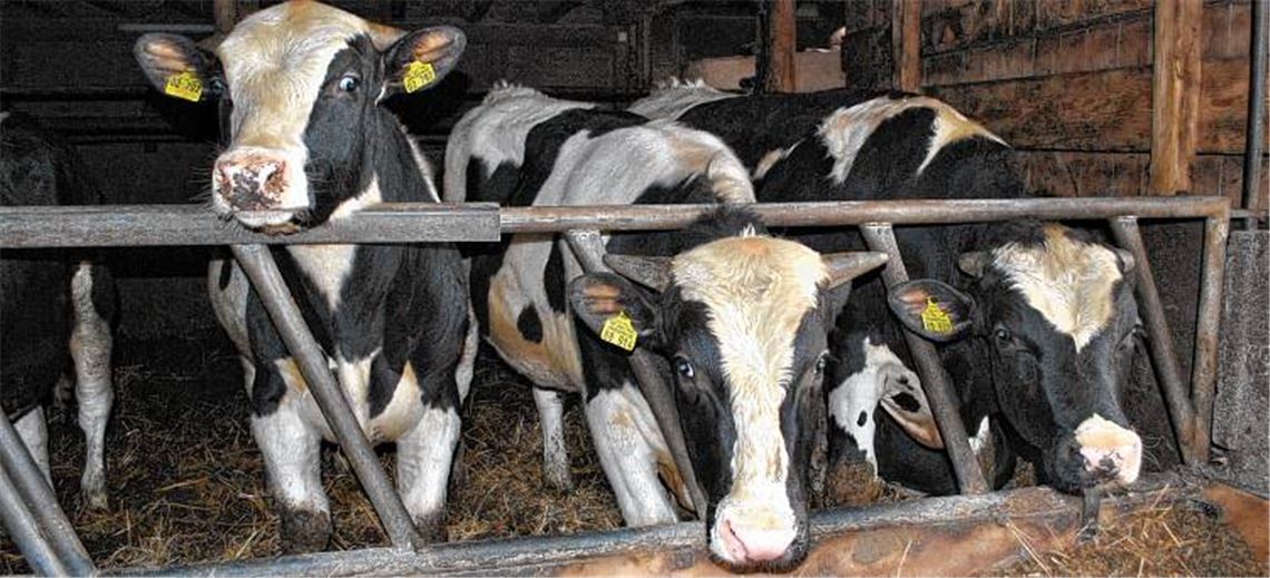 Noch ist alles ruhig auf den Feldern, lediglich Gülle wird partiell ausgebracht. Doch das Vieh im Stall duldet keine Winterpause, und auch sonst gibt es für Landwirte derzeit genug zu tun.