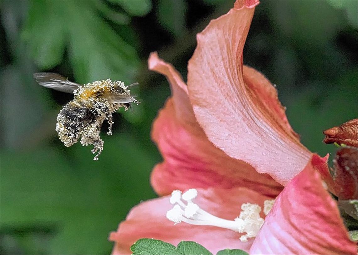 Eine Welt ohne Bienen und Käfer