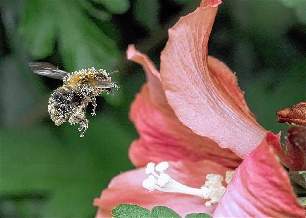 Eine Welt ohne Bienen und Käfer