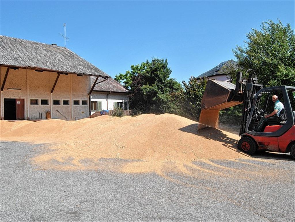 Noch lagern auf dem BayWa-Gelände in Maulbronn 150 Tonnen Getreide. Foto: Haller
