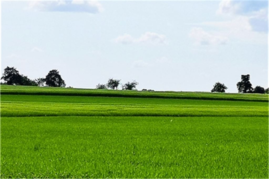 Noch lange in der Nachkriegszeit gab es an der Landesstraße auf Höhe von Lienzingen – hier fotografiert vom „Schützinger Sträßle“ aus – eine fast geschlossene Reihe prächtiger Bäume. Zwar nicht ganz eine Allee, aber fast. Doch immer mehr Bäume verschwanden. Foto: Günter Bächle