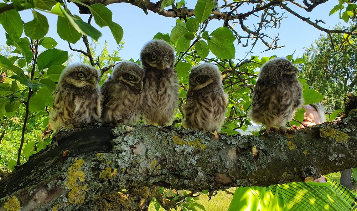 Stars auf der Streuobstwiese Noch sitzen sie ruhig auf dem Ast, doch in wenigen Tagen werden die fünf Steinkäuzchen fliegend die Lomersheimer Streuobstwiesen erkunden. Fotos: Schröder