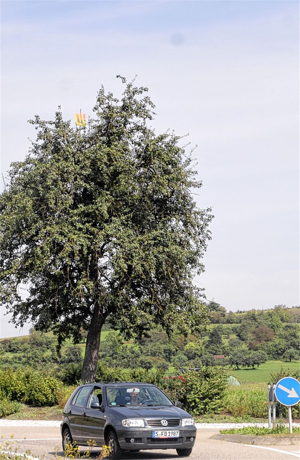 Noch steht er an seinem Platz: der alte Obstbaum auf dem Lomersheimer Kreisel. 