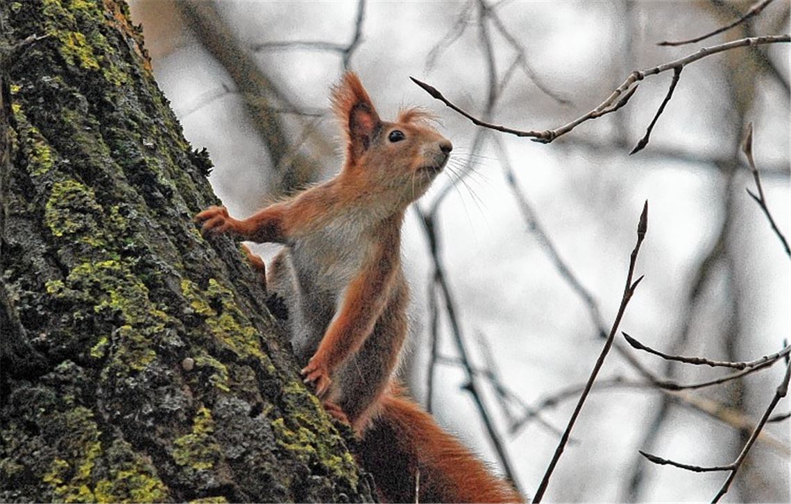 Normalerweise sind Eichhörnchen zurzeit im Winterruhe-Modus. Durch die warme Witterung sind sie aber momentan aktiver als gewohnt. Foto: Lechner