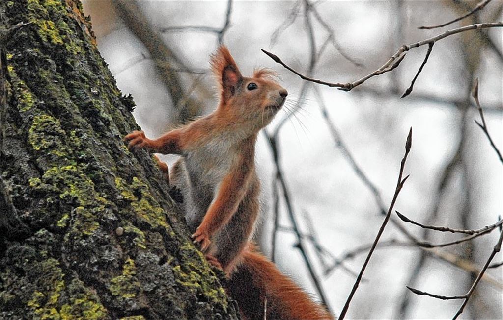 Normalerweise sind Eichhörnchen zurzeit im Winterruhe-Modus. Durch die warme Witterung sind sie aber momentan aktiver als gewohnt. Foto: Lechner